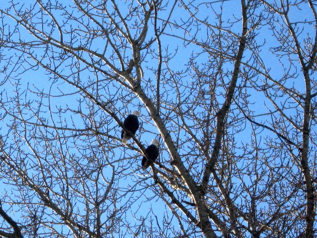 Bald Eagles by GayleO