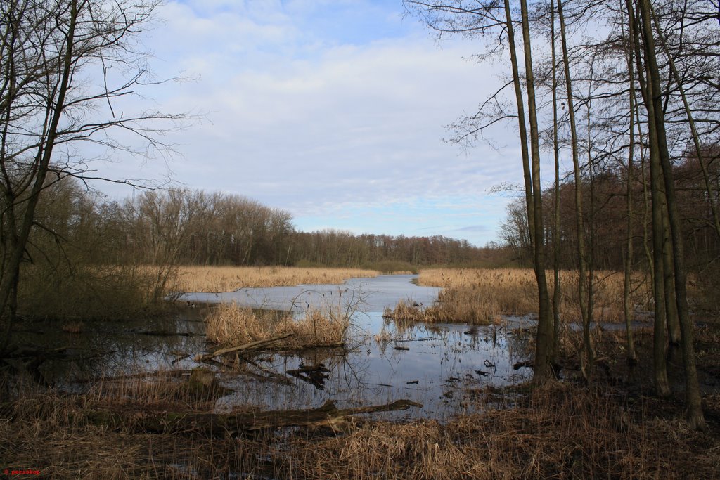 Bogensee (NSG Bogenseekette) by periskop