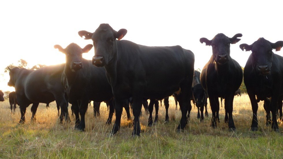 Curious Cows by firecrakka