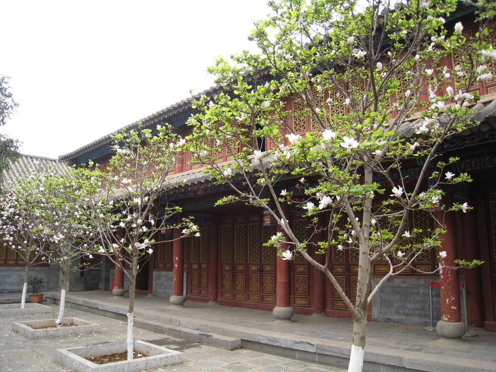 妙湛寺 Miaozhan Temple by Alicia829