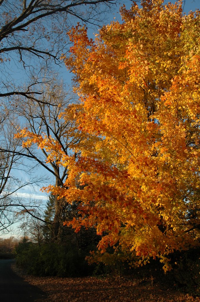 Autumn Sugar Maple on General Saint Clair Road by rb carter