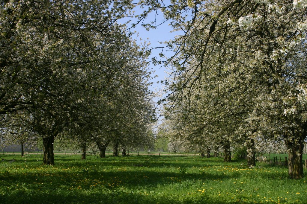 Guigoven, Limburg, België by Hans Sterkendries