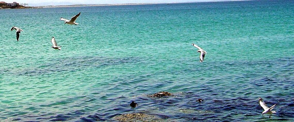 Seagulls spiralling along Jaeger's Walk, Fish Hoek by Hazel Coetzee