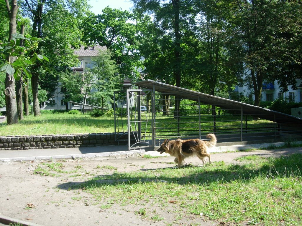 German Shepherd Dog at Entrance to former German Command Bunker by rabauli