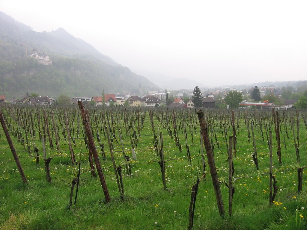 Wine in vaduz by severnese