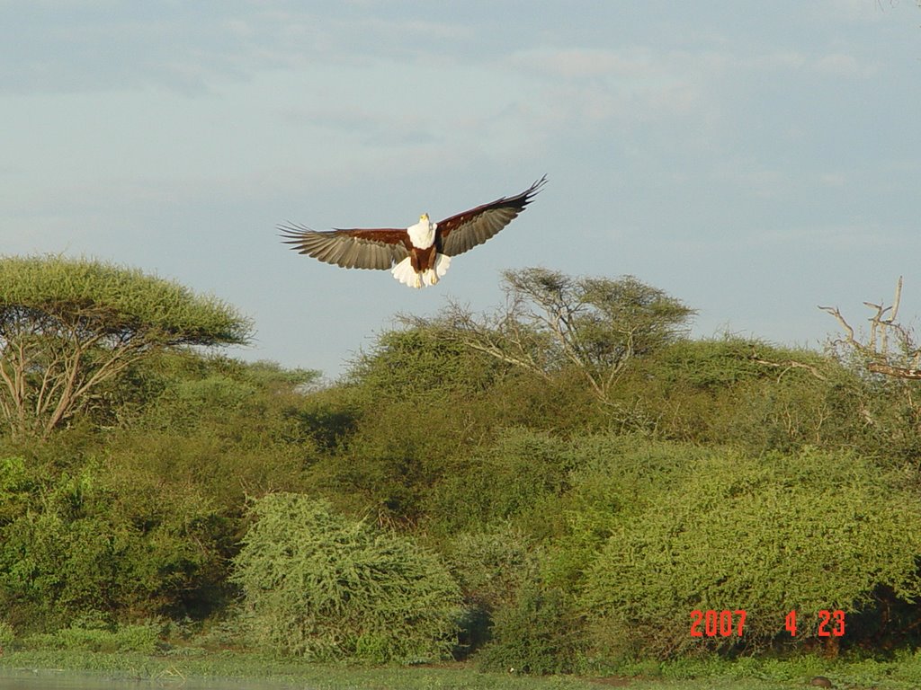 Fish Eagle by Ronel van Zyl