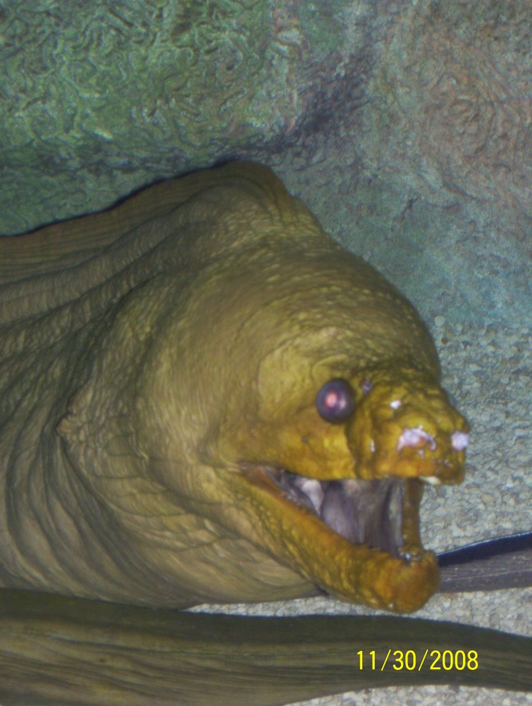 Moray eel @ the AlbuquerqueAquarium by semape