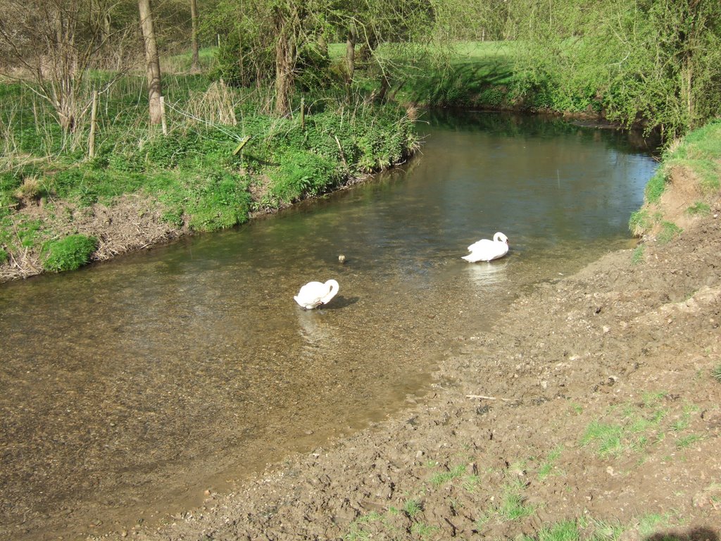 2 Swans, River Ash, Stanstead Abbots by Severous