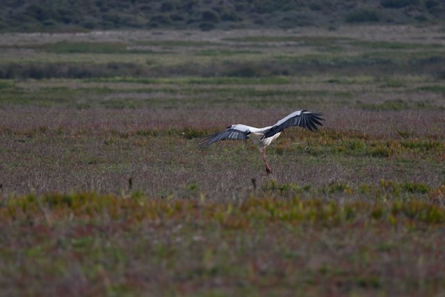 Storch by Michael von Hobe