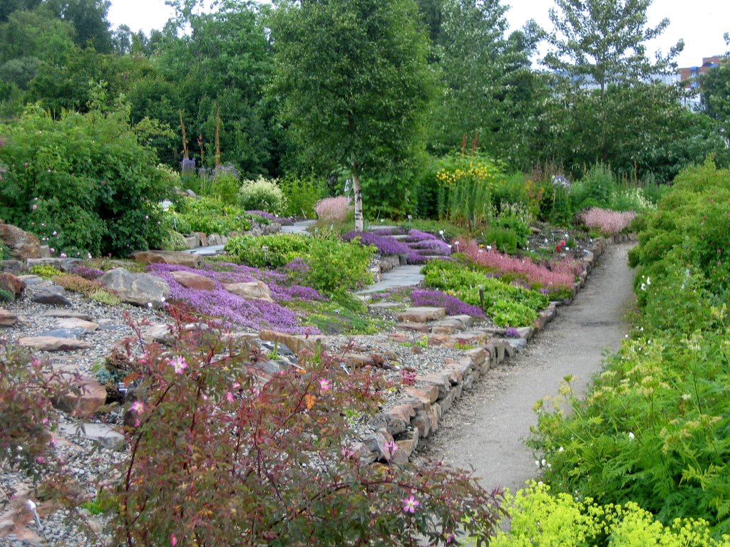 Arctic-alpine Botanic garden in Tromsø,located at almost 70 degrees north by saxifraga