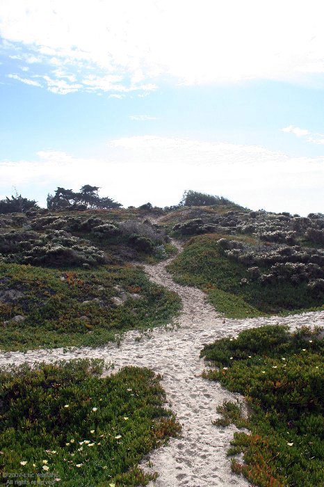 Sand Dunes - Pismo Beach - Looking South by ericyealland