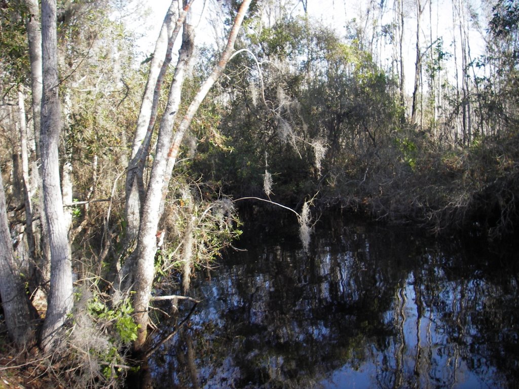 Ware County, GA, USA by Robert Harrison