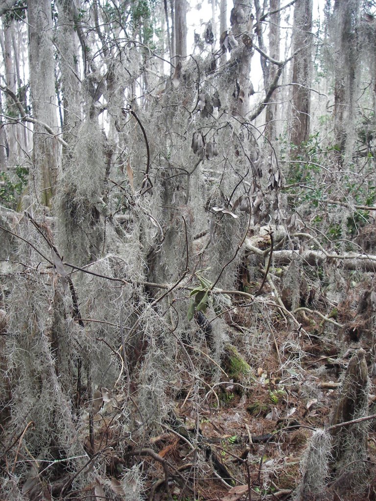 Charlton County, GA, USA by Robert Harrison