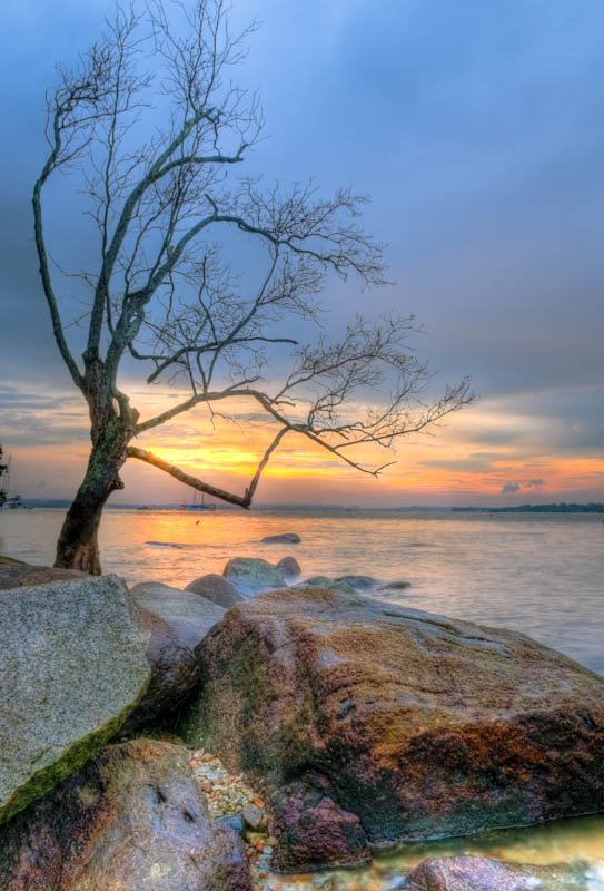 Dead Tree and Rocks by espion