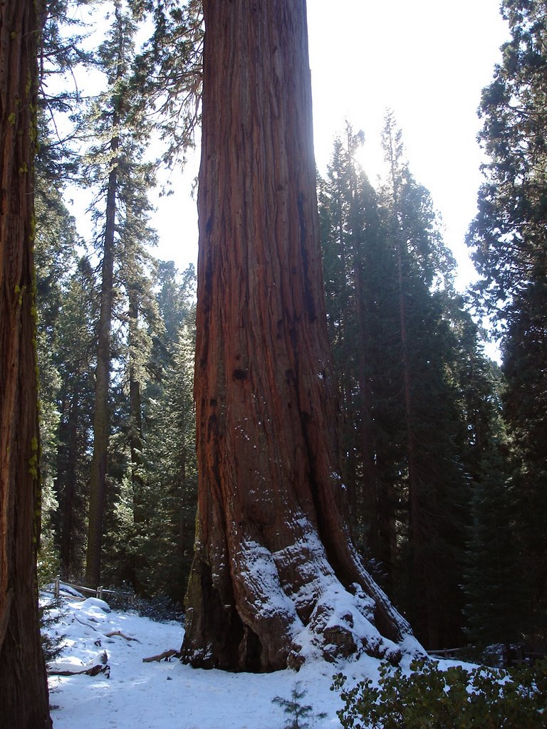 Sequoia Gigante by dcf1983