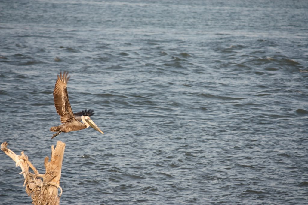 Local Birds by ralfitin