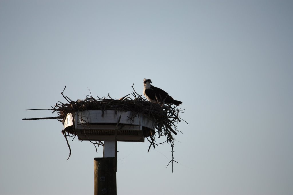 Osprey by ralfitin