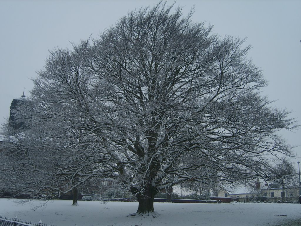 Winter tree in snow by MttJocy