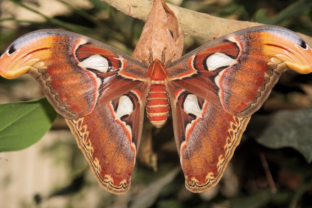 Butterfly by maarten van der hors…