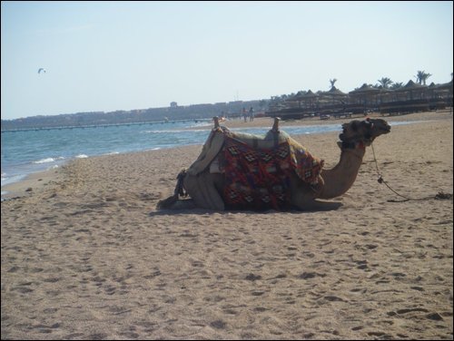 Camel on Zouara Beach by Ryan Norwich Boy