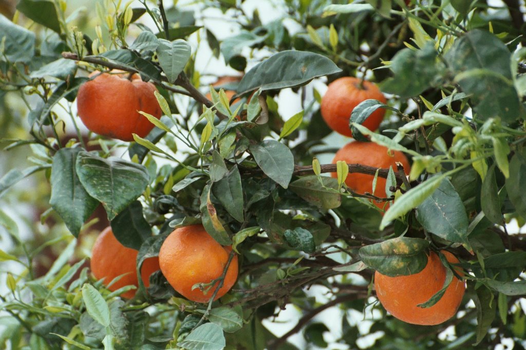 038_35A_Spain_Andalusia_Benalmadena_Plaza España_Oranges by George Charleston