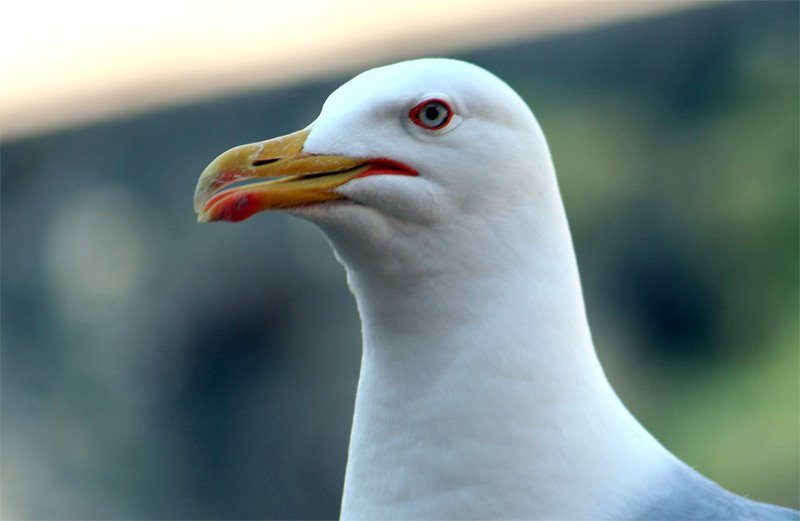 Gaviota,,,, by jose vazquezjosedeme…