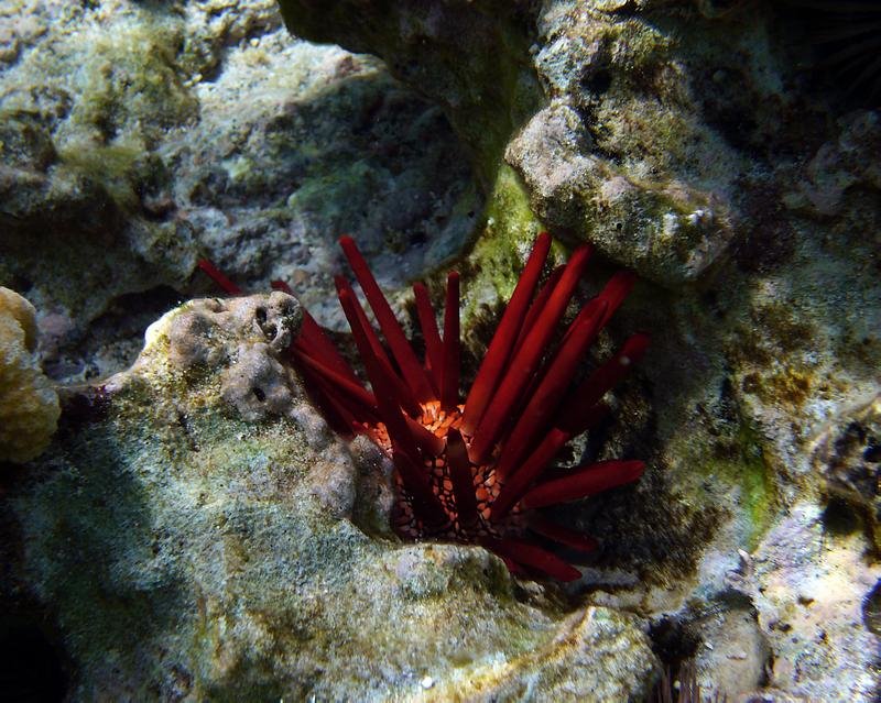 Sea Urchin by Aaron Nuffer