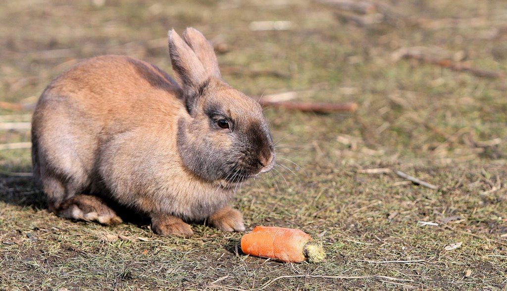 Carrot bunny by Rom@nce