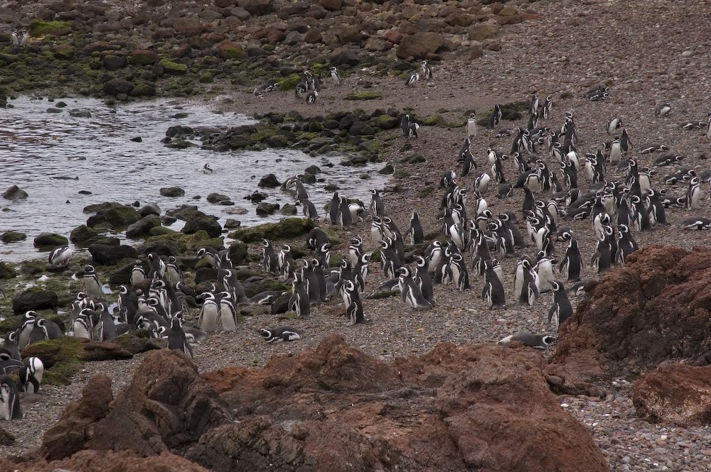 Magellan Penguins, Punta Tombo by David Thyberg