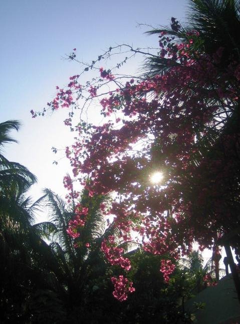 Bougainvilia, Kuramathi, April 2006 by flor_de_loto