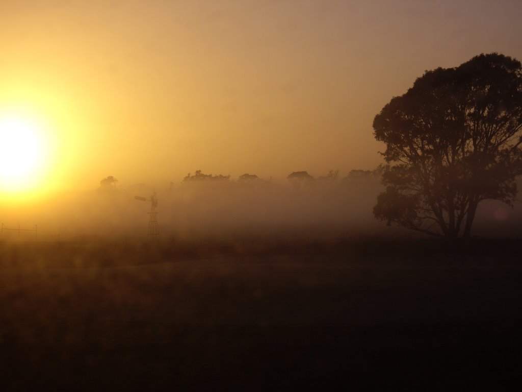 Sandhurst Fog Windmill Tree (2007-09-02) by dagzworld