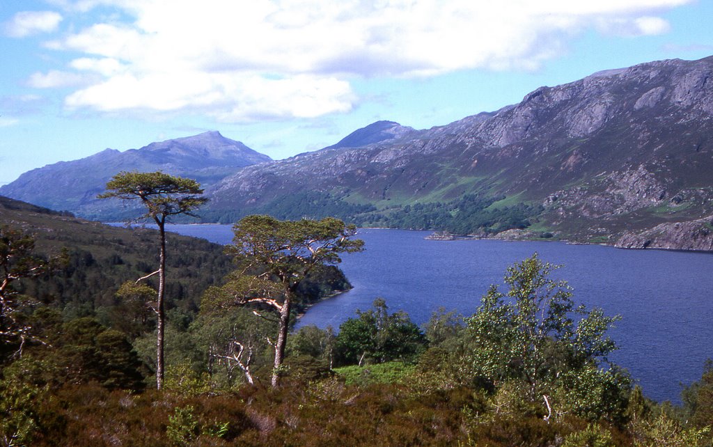 Loch Maree from The Beinn Eighe Woodland Trail by alan drury