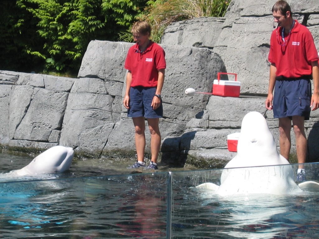 Beluga Show at Vancouver Aquarium by radikal