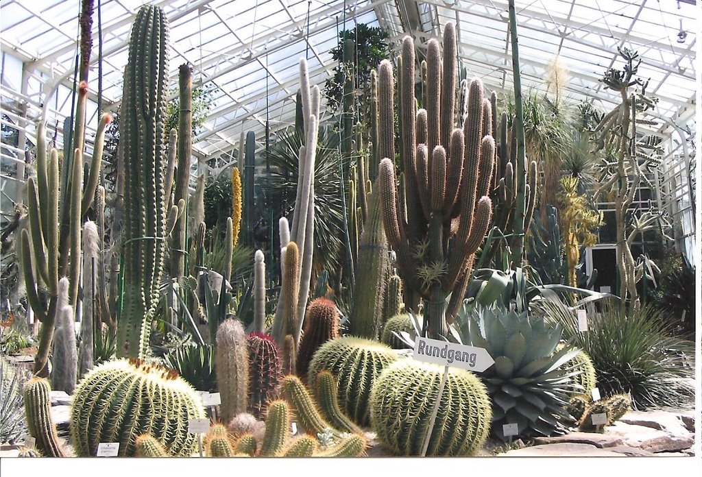 Cactus Garden at Englischer Park by Rusty Barnett