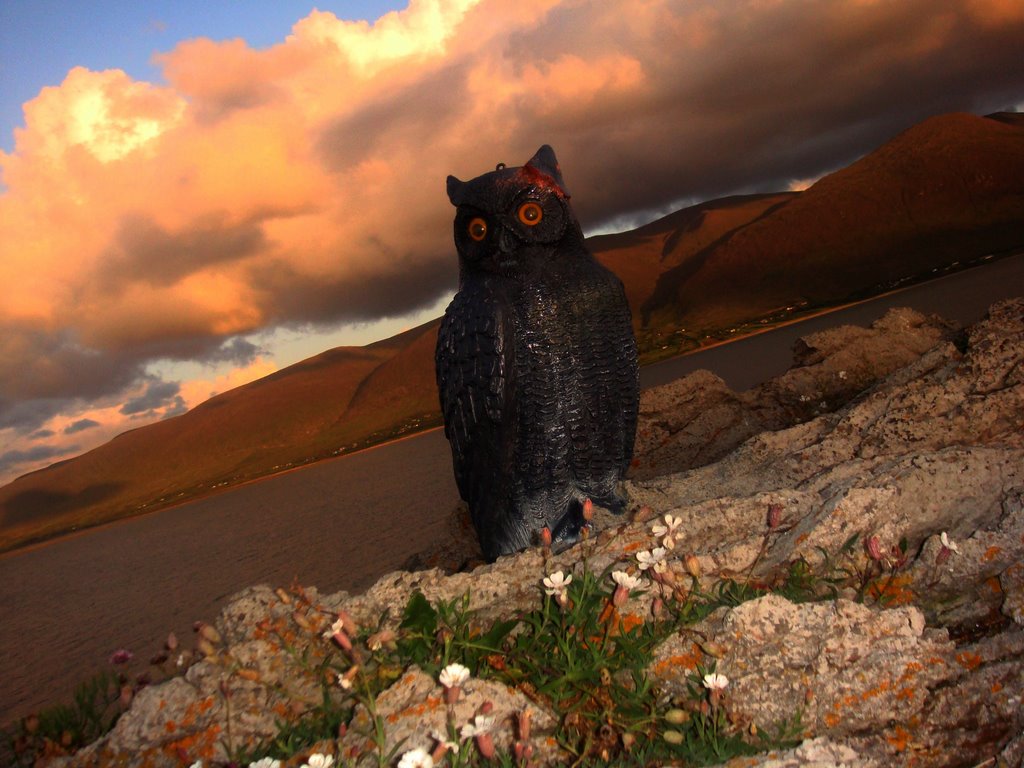 Owl at Kerry, Ireland. by Thomas Cleetus