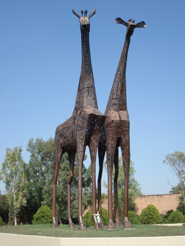 Esculturas de Girafas - Zoologico La Pastora by hudsonsoares