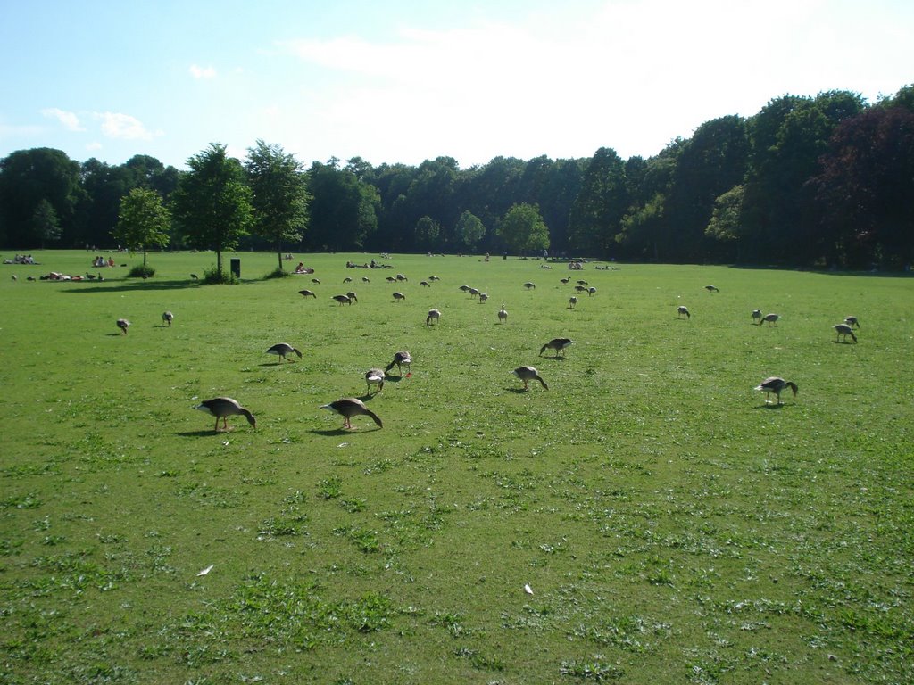 Ducks in English Garden - © Émerson-V by Émerson-V