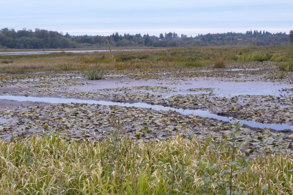 Burnaby Lake Park by yvr101