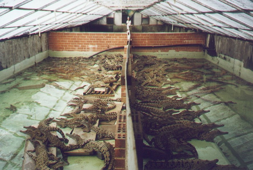 Crocodile farm by Micheil