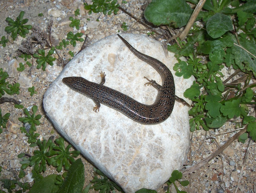 ΡΟΔΟΣ,CHALCIDES OCELLATUS/ΛΙΑΚΟΝΙ ΣΤΗΝ ΤΑΦΡΟ by Χαράλαμπος Παπανδρινόπουλος Haràlampos Papand