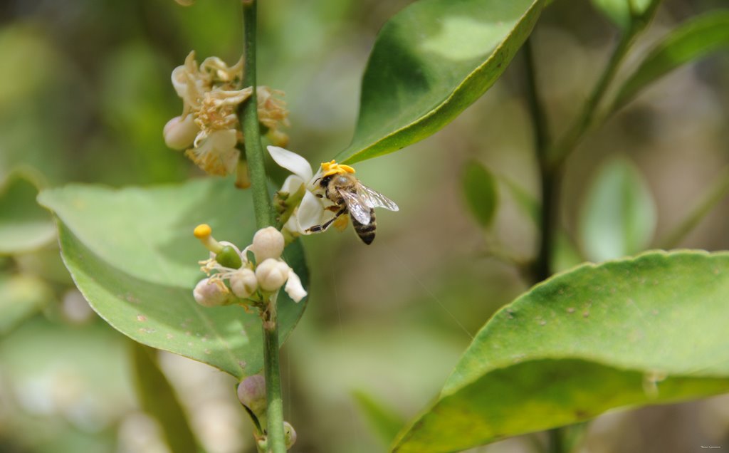 Bee on the flower of a lemon tree by Usama Fath