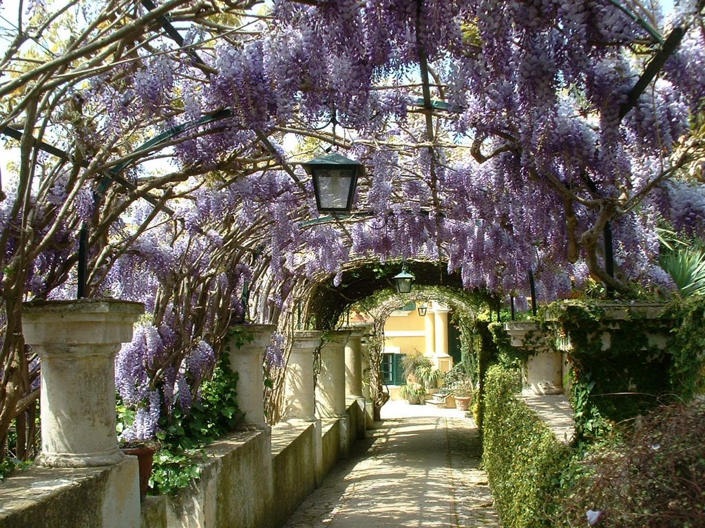 SG der Duft von Capri by dr_hrg