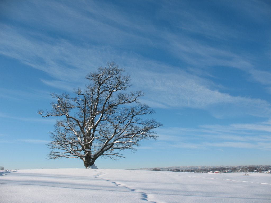 Oak Tree by ajkarloss