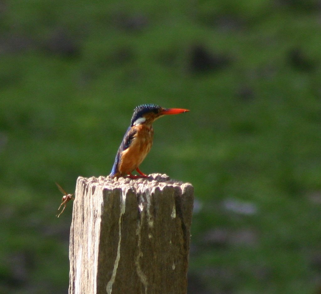 Kingfisher at Abuko 3 by John Cowan