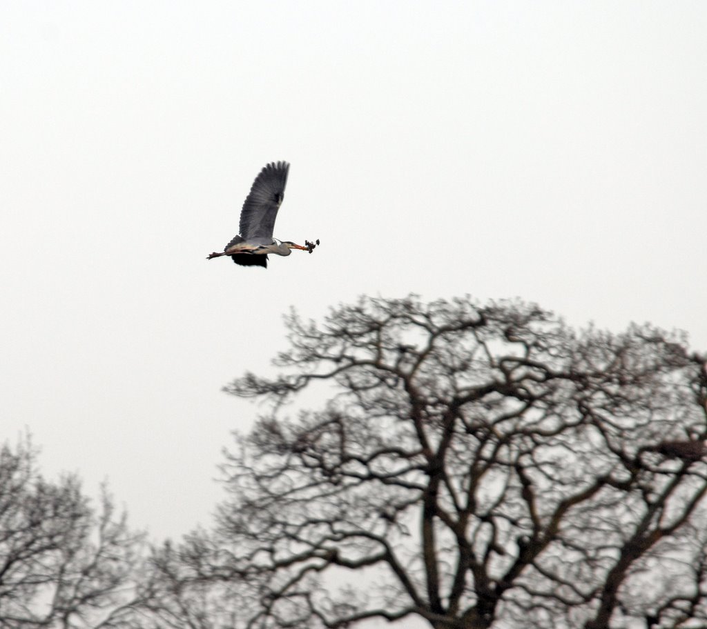 Ein Graureiher mit Nistmaterial auf dem Weg zum Nest by JulianeHerrmann1