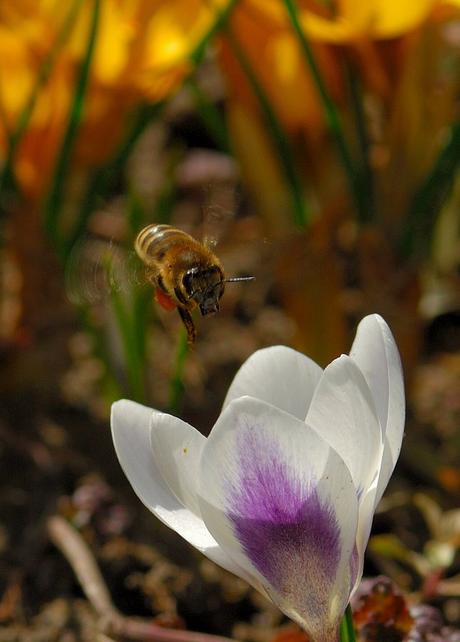 Spring is coming! by Zabb Csaba