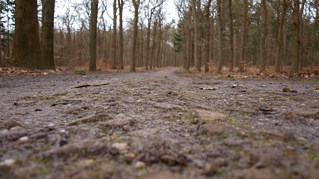 Forest road on Pijnenburg estate near Soestdijk by ednl