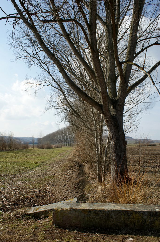 Alte, kräftige Pappel am Ellerbach by wolfbam