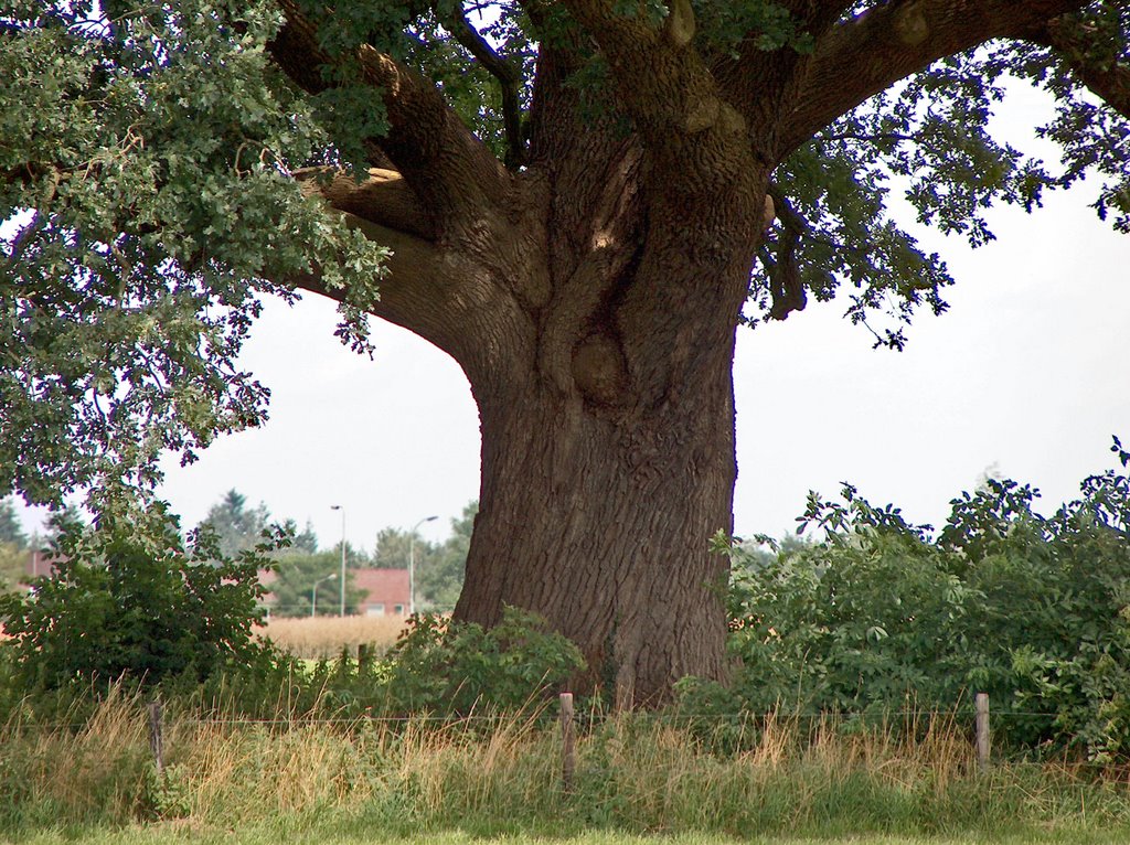 Reuzeneik van Vorden (Gld) / Giant oak of Vorden (Netherlands) (DETAILS: SEE COMMENTS) by Vincent Mauritz