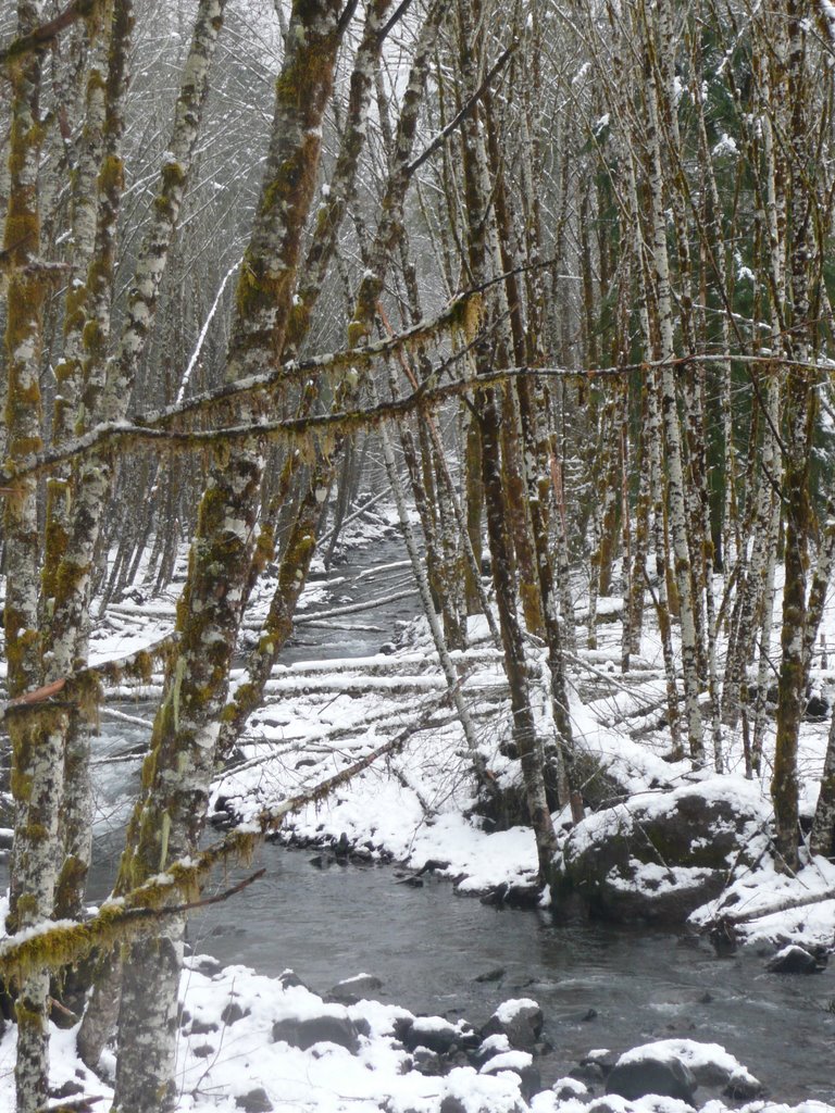 East Fork Elk Creek by Jon N. Powell